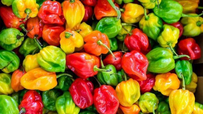 Penjelasan Lengkap Akun Habanero: Cara Mendaftar dan Kelebihannya