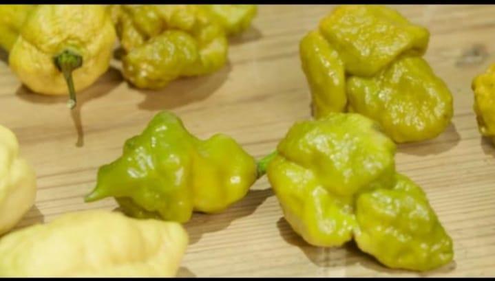 Daftar Habanero: Varian Rasa Pedas yang Harus Anda Coba