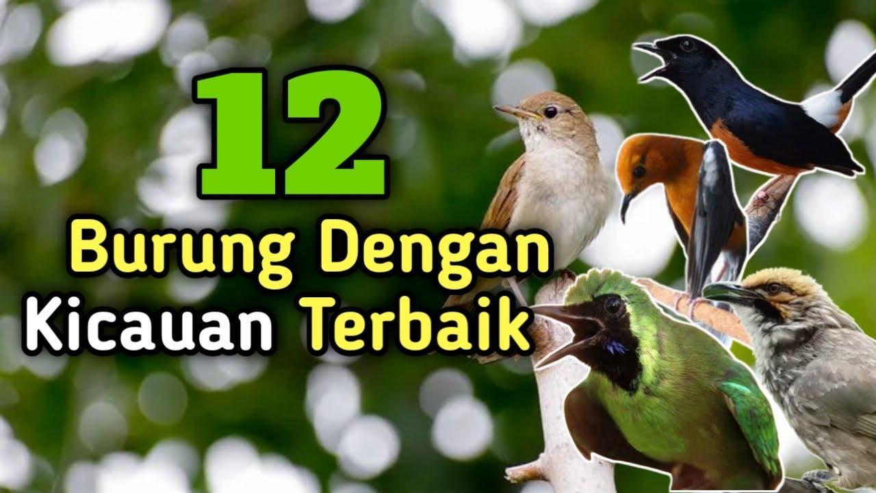 Daftar Gacor Terbaik untuk Burung Kicau Ternama