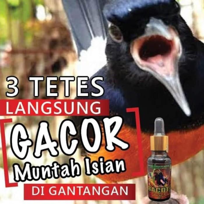 Agen Gacor Terjitu: Solusi Tepat untuk Suara Burung Anda